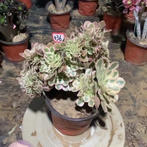 女巫缀缀一物一拍
