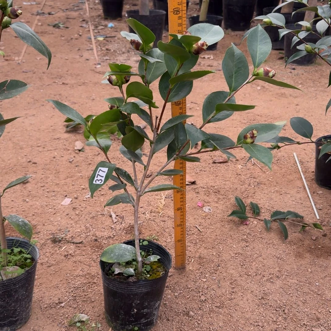 少量花朵（建议范围：2朵-5朵 或40%以下）377依莲