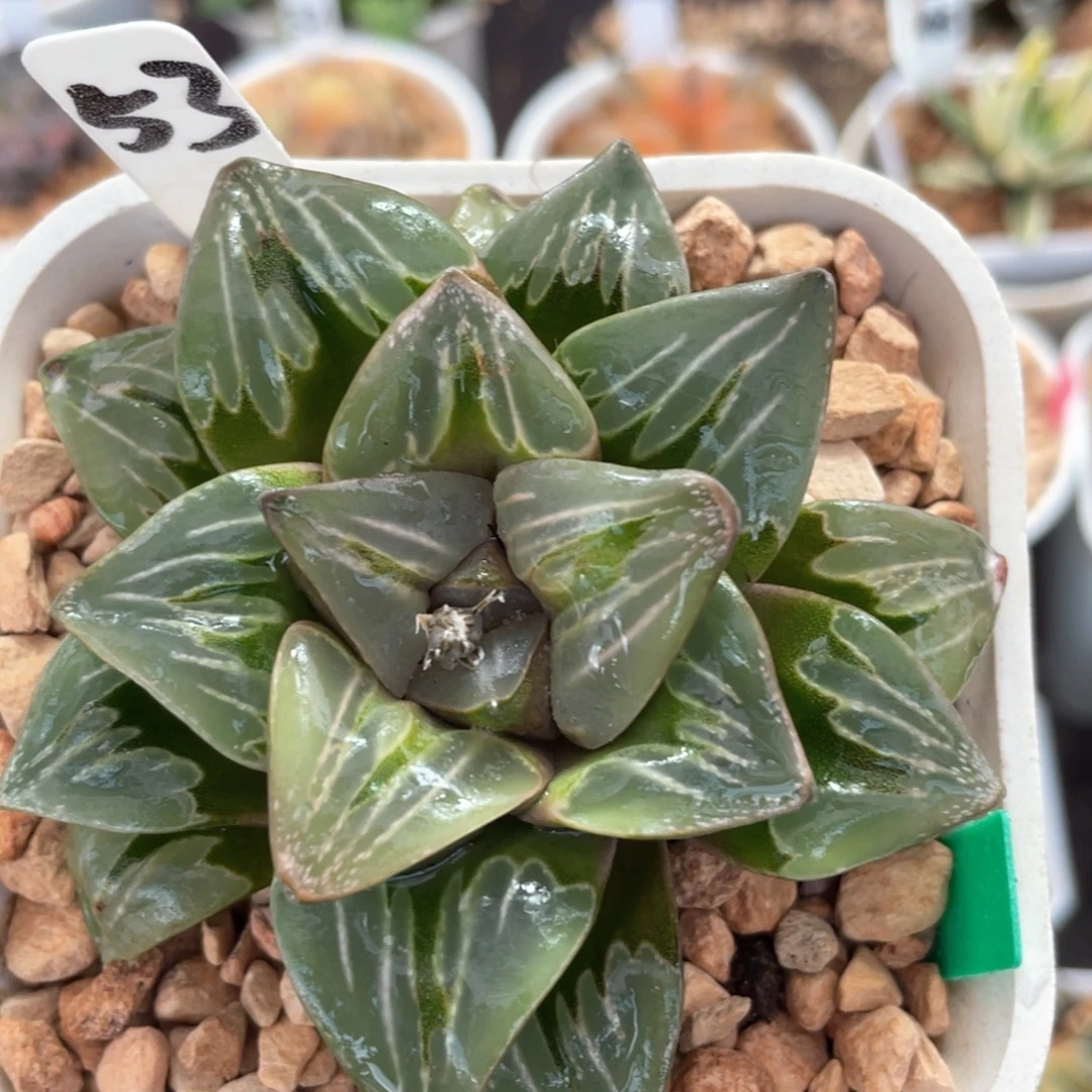 53巨大绿玻璃。