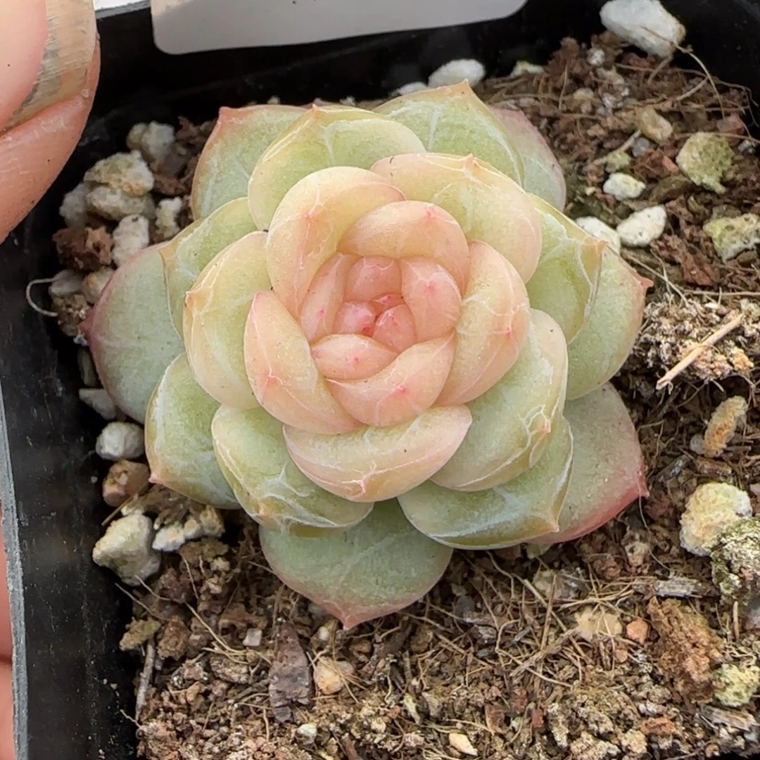 多肉小卡拉米糖心一物一拍