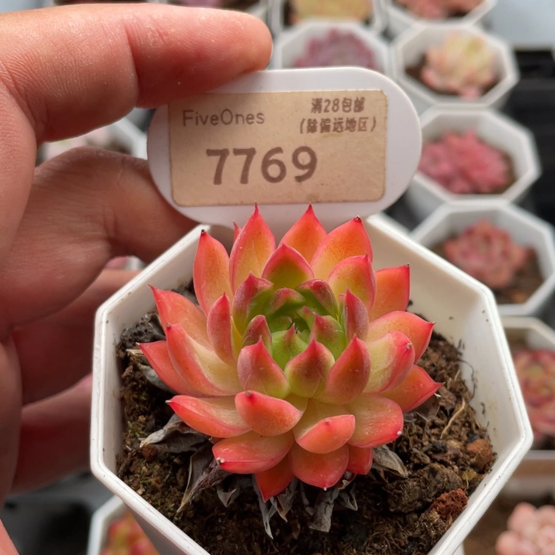 安吉拉7769-4.5厘米