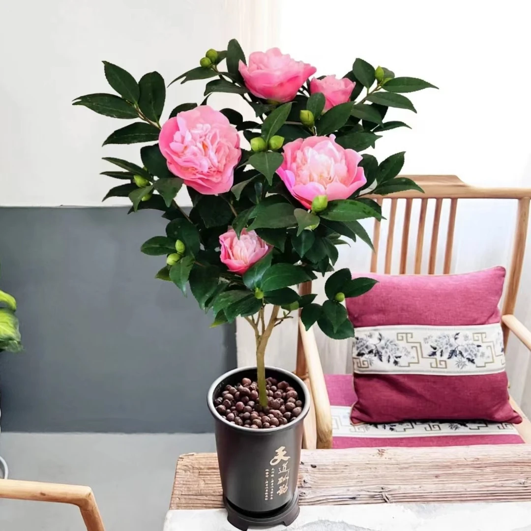 实在太香了香妃茶花盆景盆栽香水茶花山茶花带花苞盆景植物四季