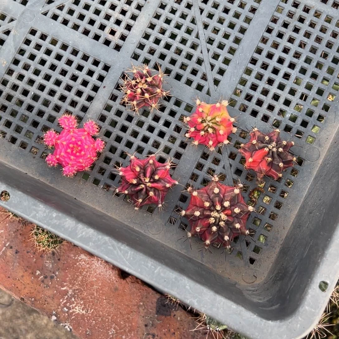 大**鹰侧芽裸根发货00000