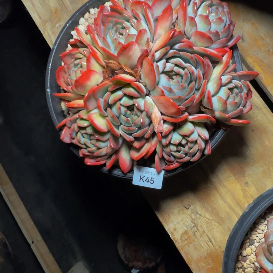 k 45全明星群生有掐心