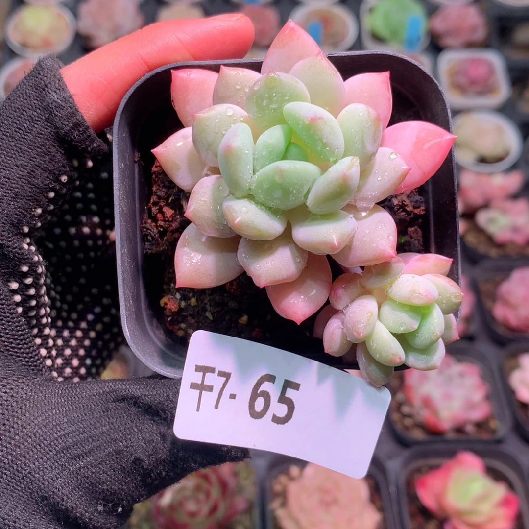 千7-65 玉兔默认脱土