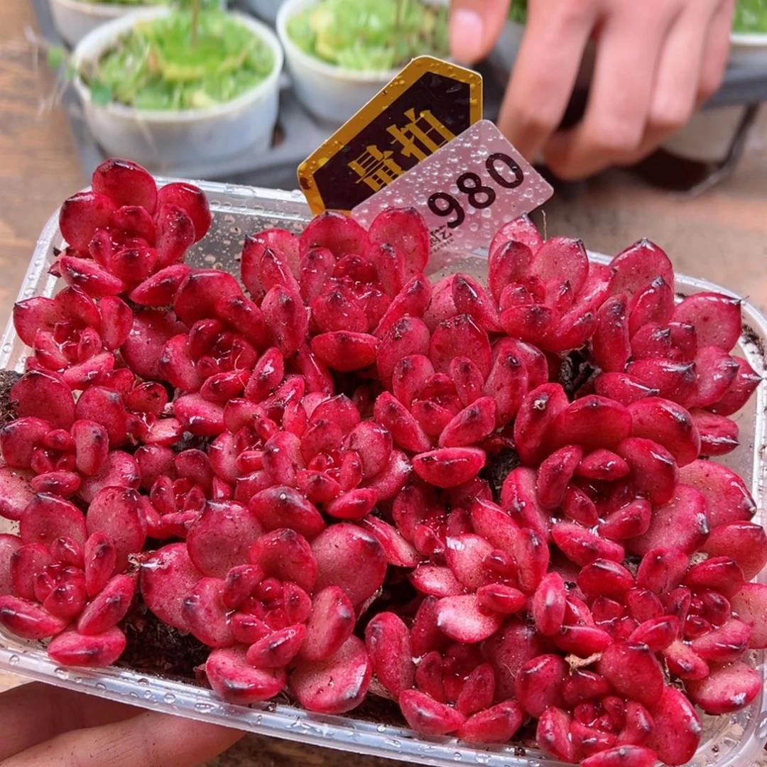 多肉植物多肉植物