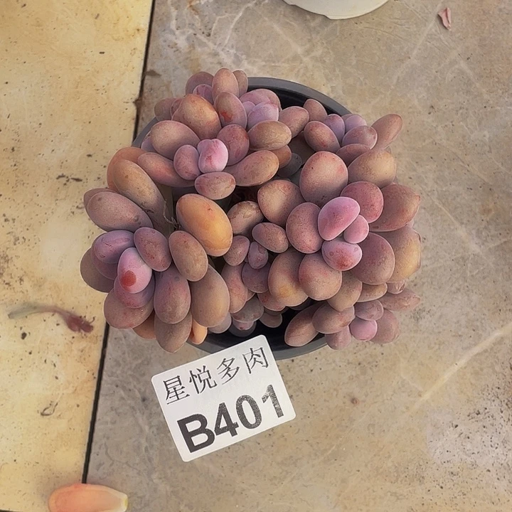 星悦多肉      B401