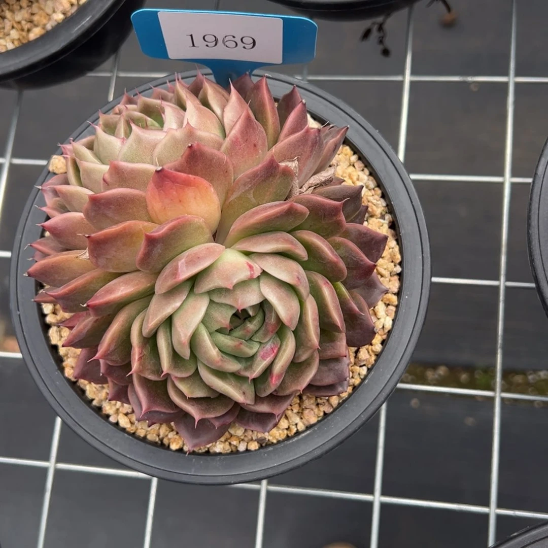 b****m1969肉汤多么多哦