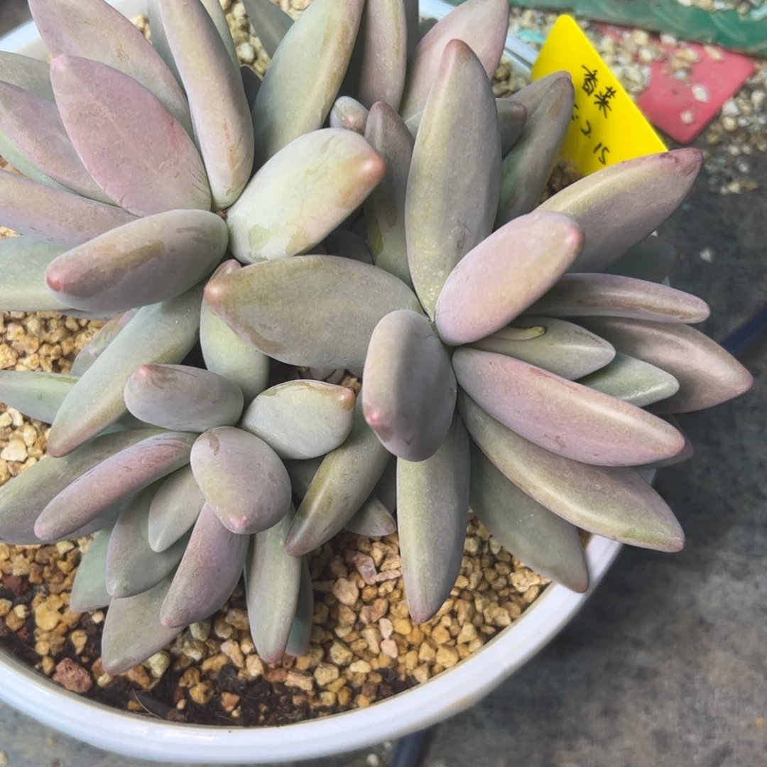 香*吖企鹅多肉，一物一拍