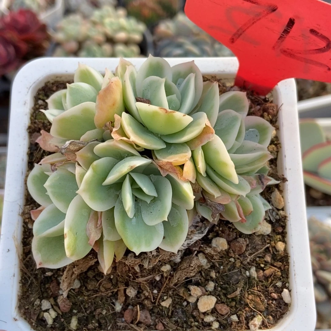 712柠檬玫瑰锦多肉植物