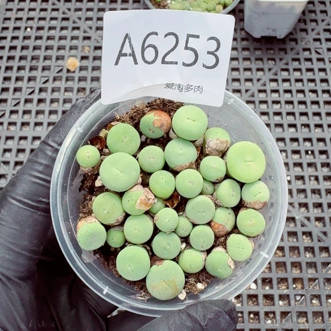 6253—生石花 生石花