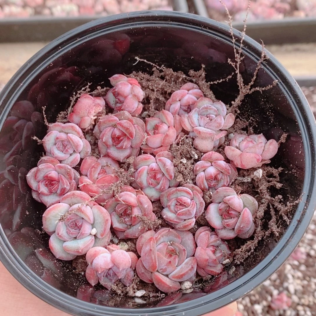 多肉植物精品切糕C068