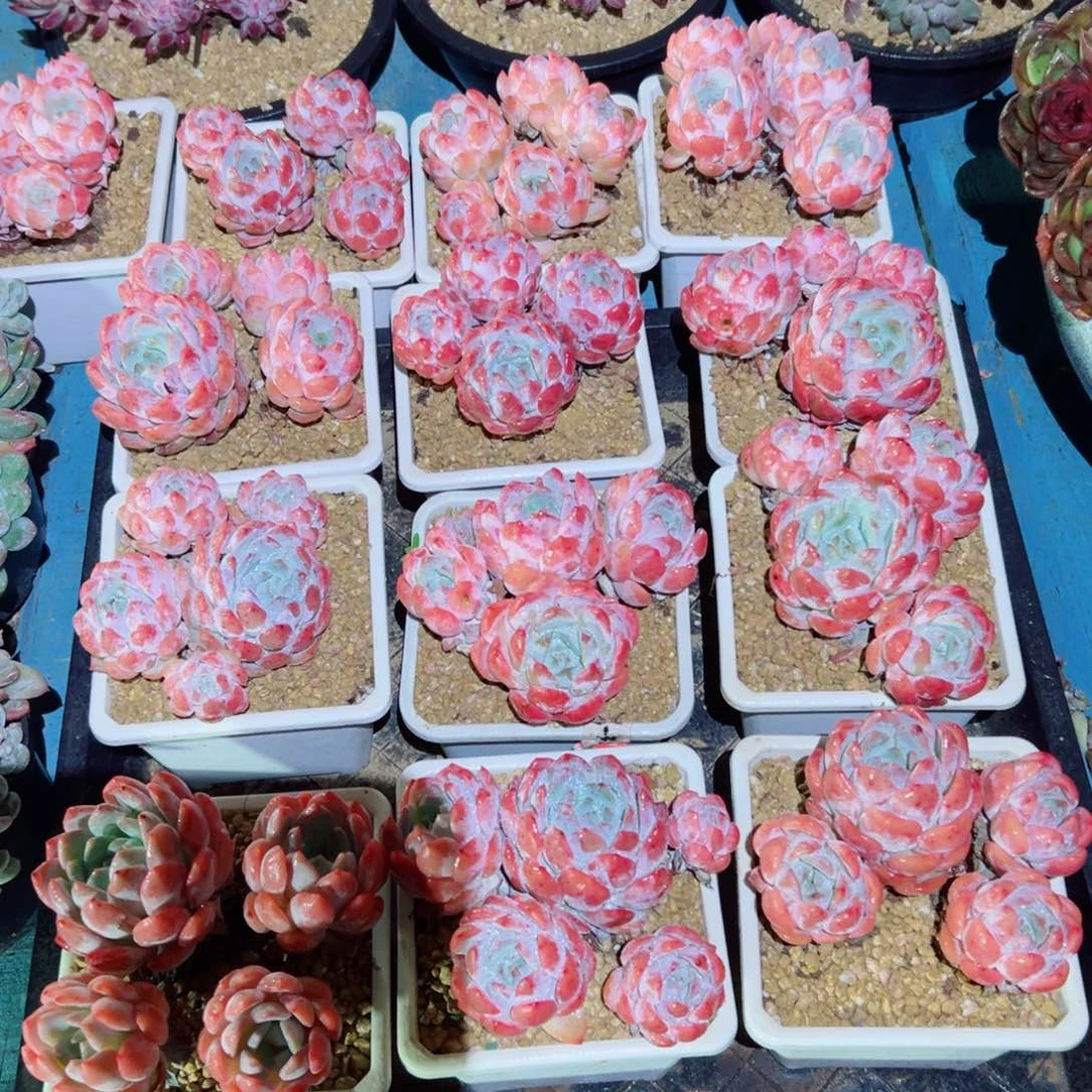 精品多肉植物老桩随机发一棵糖心