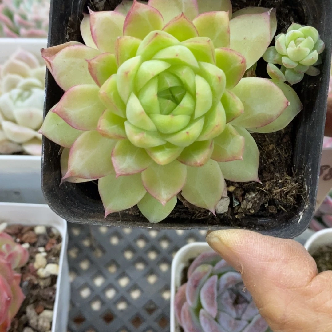 精品多肉一物一拍不包整154