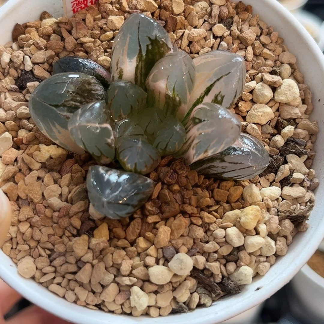 96水晶玉露锦福利福利