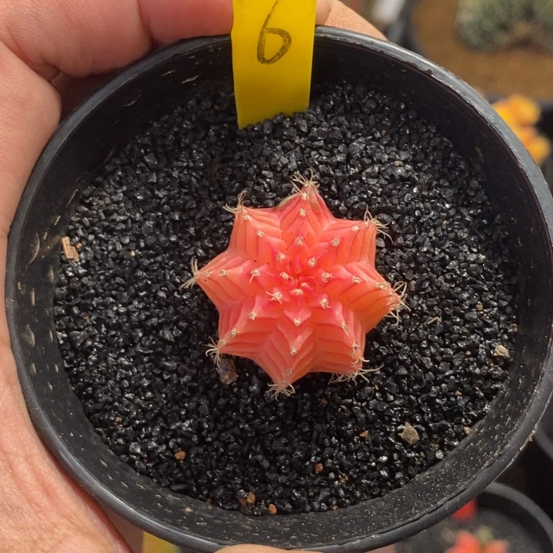 精品米哈—脱土发货27