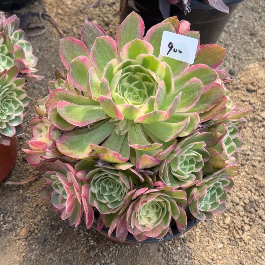 900玉芙蓉多肉植物系