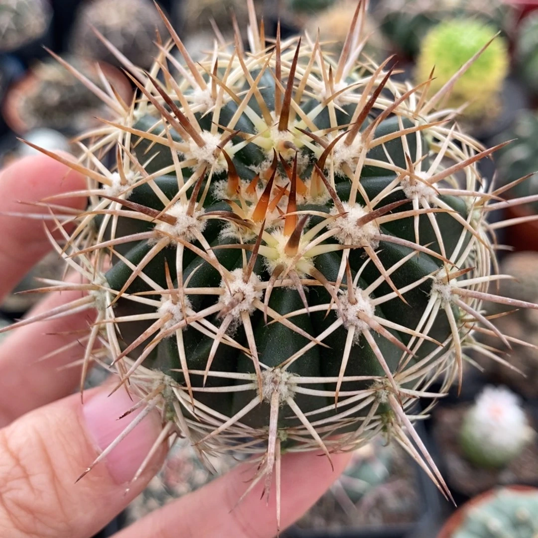 优选花云植播园艺