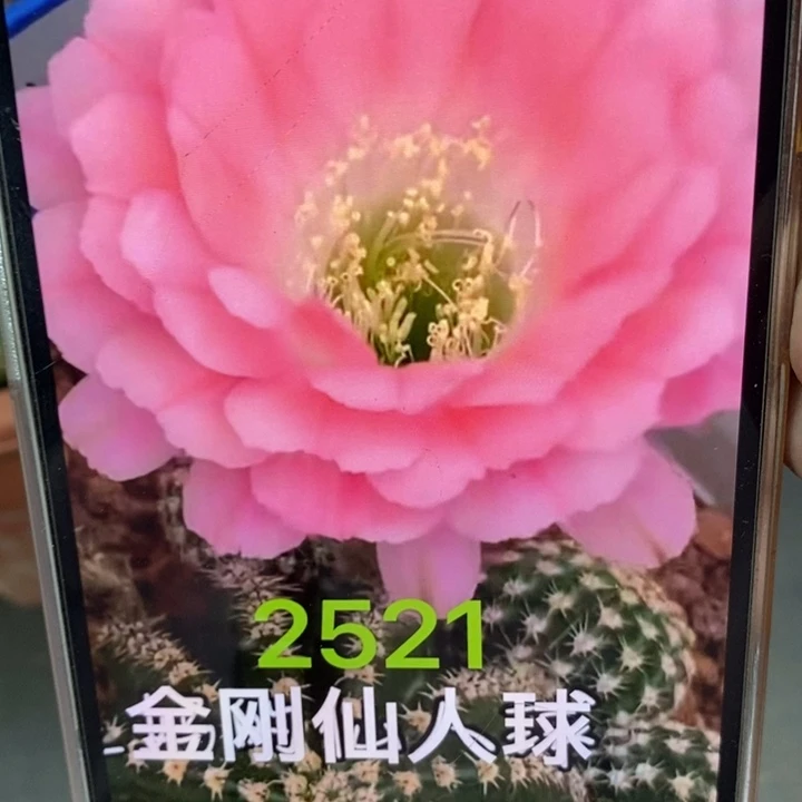 香香新金刚侧芽3公分左右