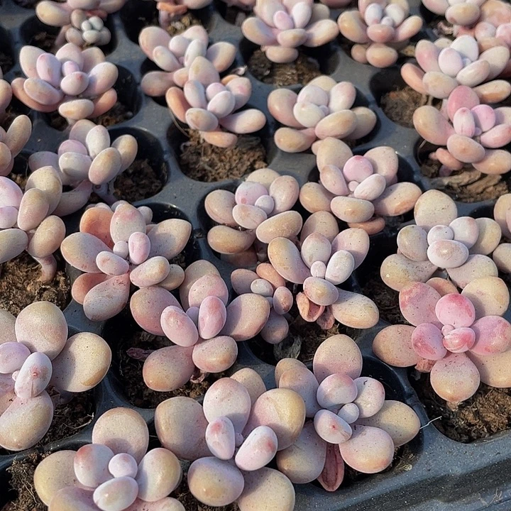 单头小桃蛋1元带土发货