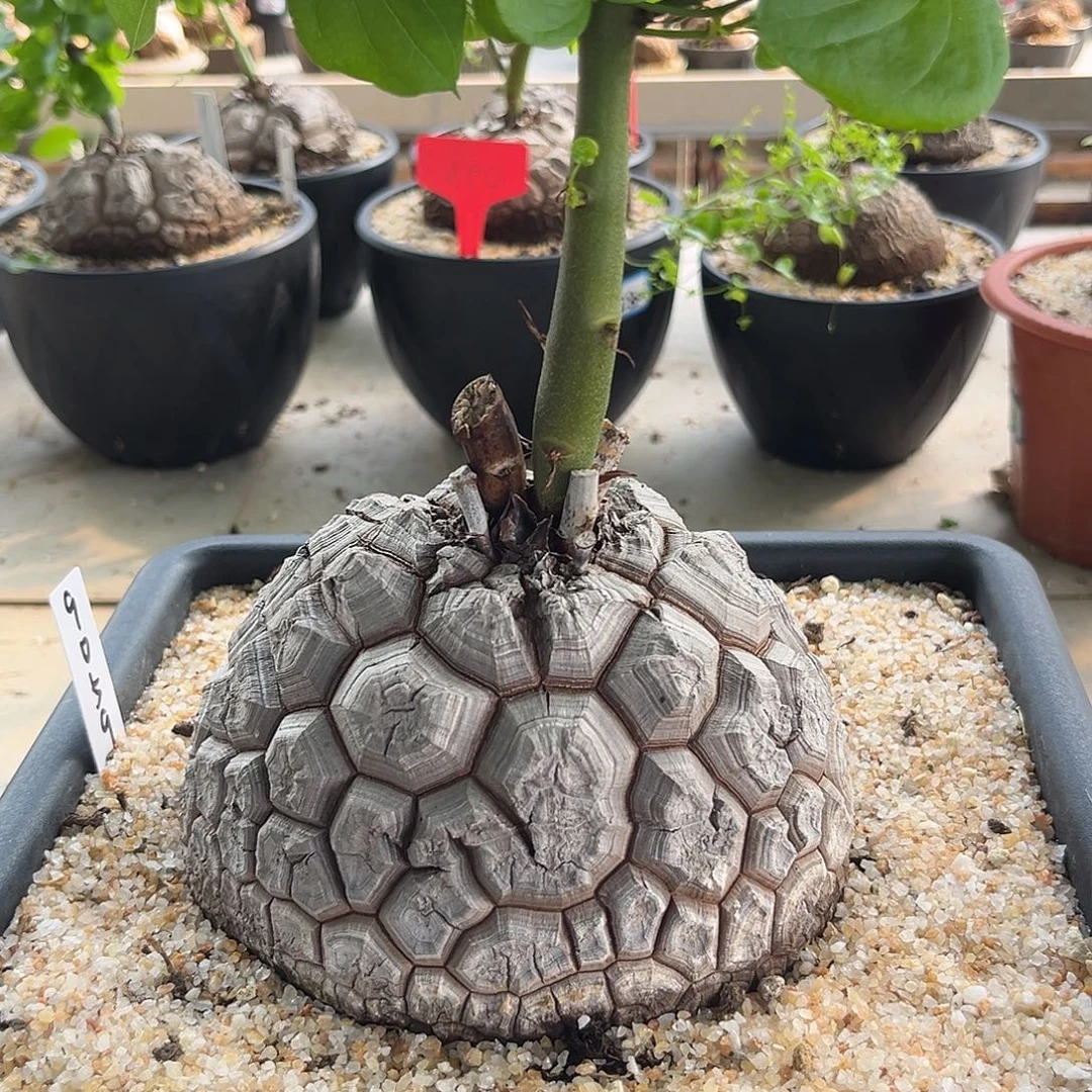 汤圆植物9059龟甲龙特价