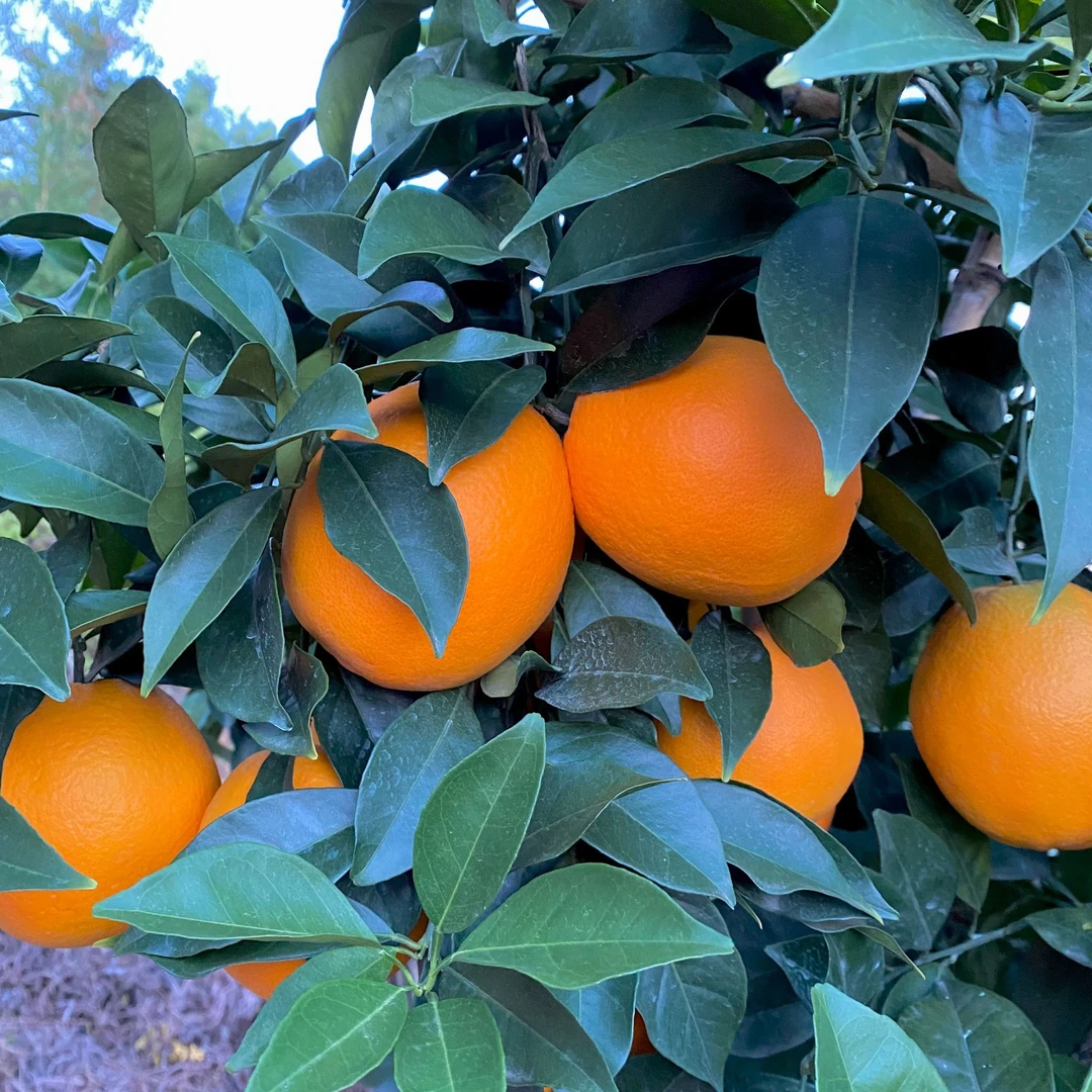 赣南脐橙江西赣南高山生态脐橙