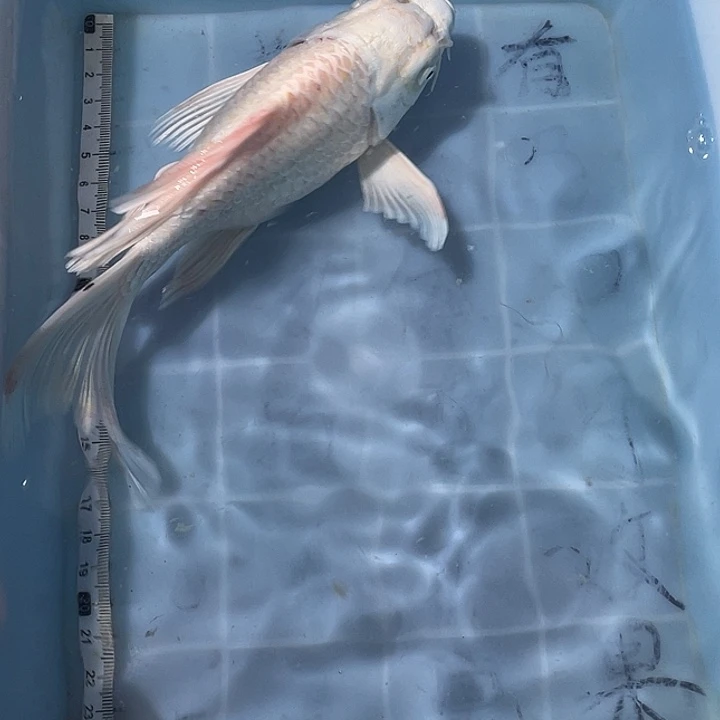 蝴蝶鲤鱼渔场直发02