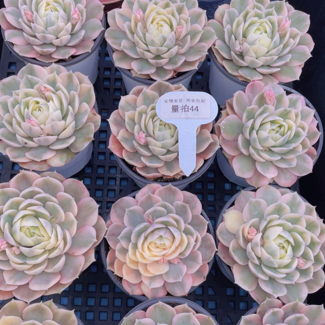 量拍44号昂斯诺锦母本大单头一个