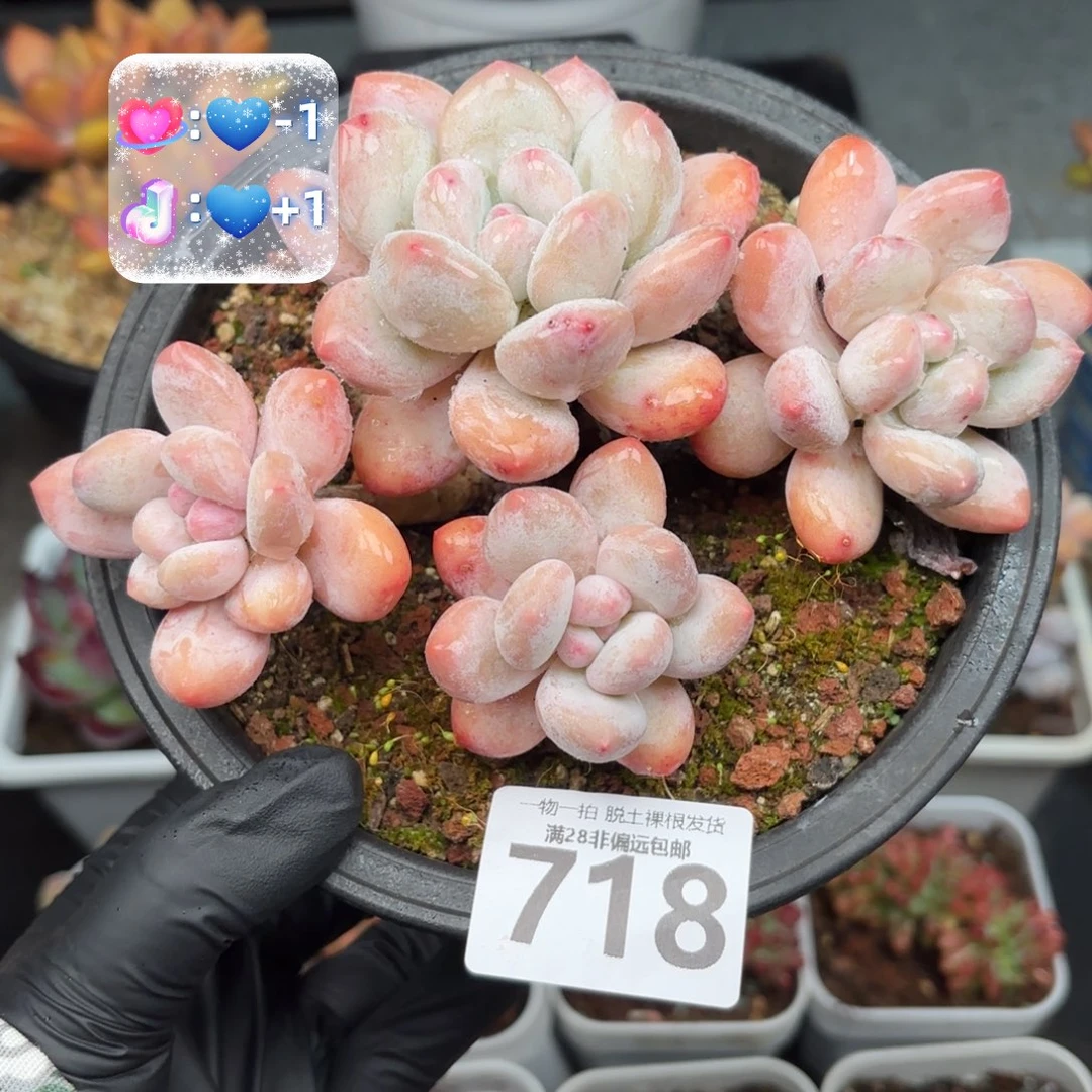 香水老桩无盆土发货