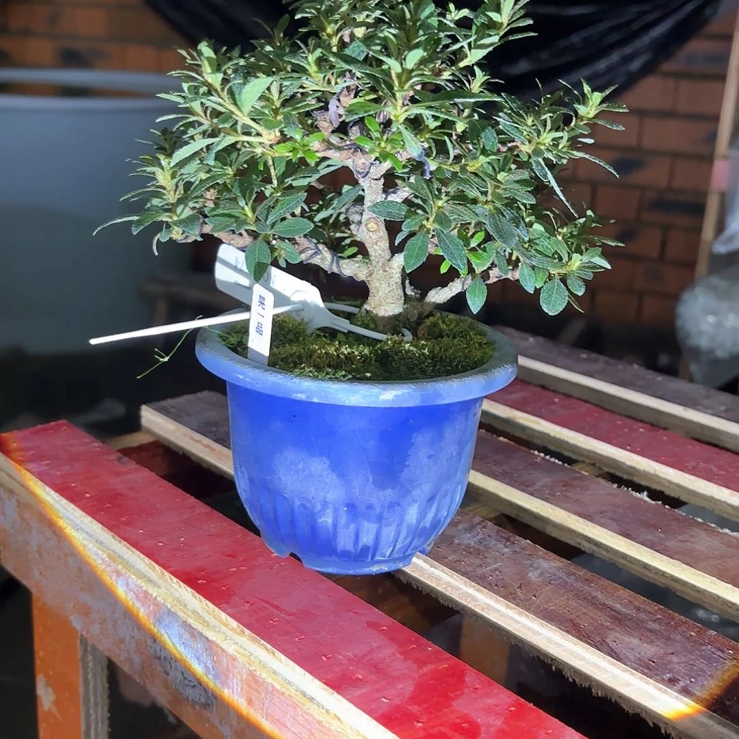 无花朵日本进口杜鹃晃一品