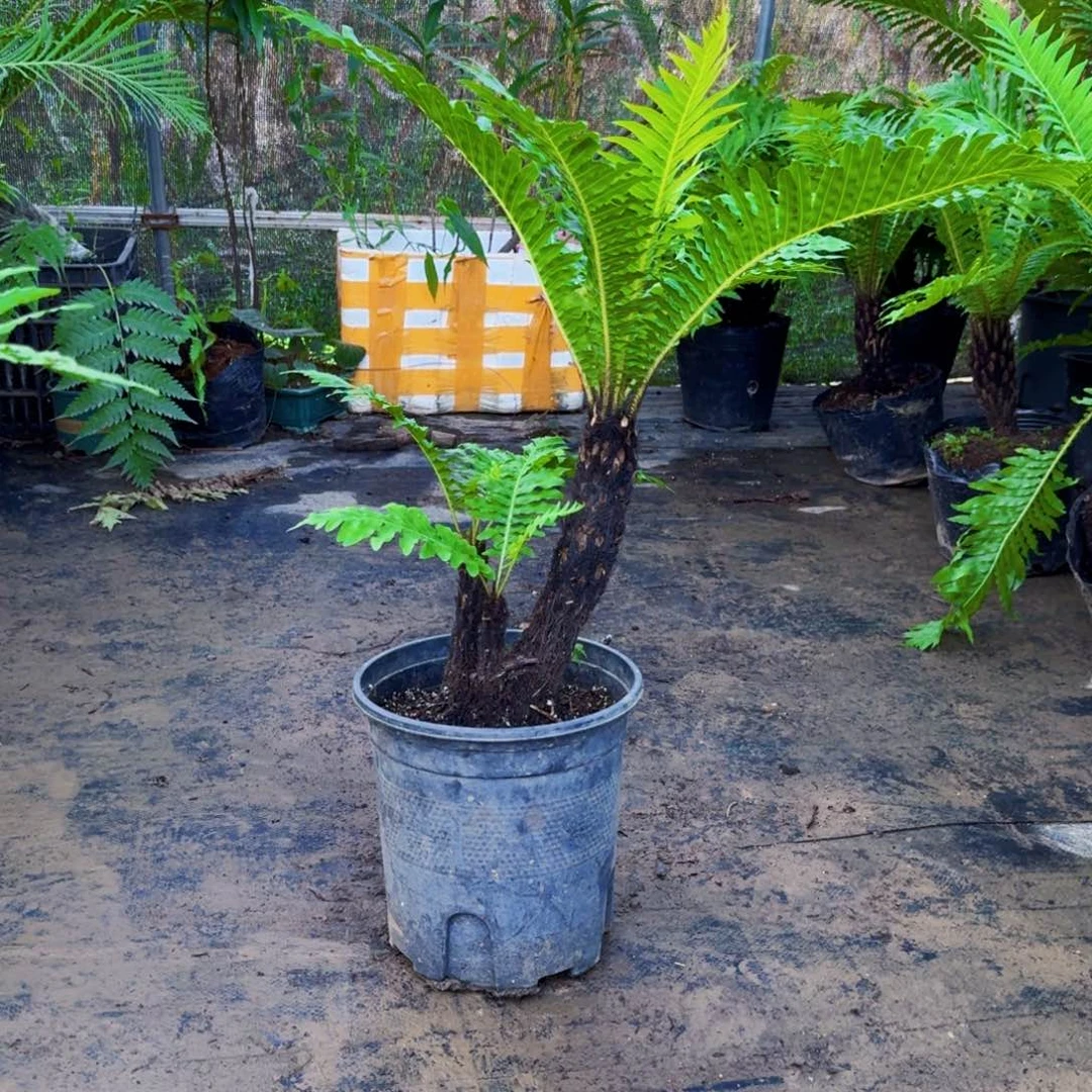 不开花植物多头富贵蕨