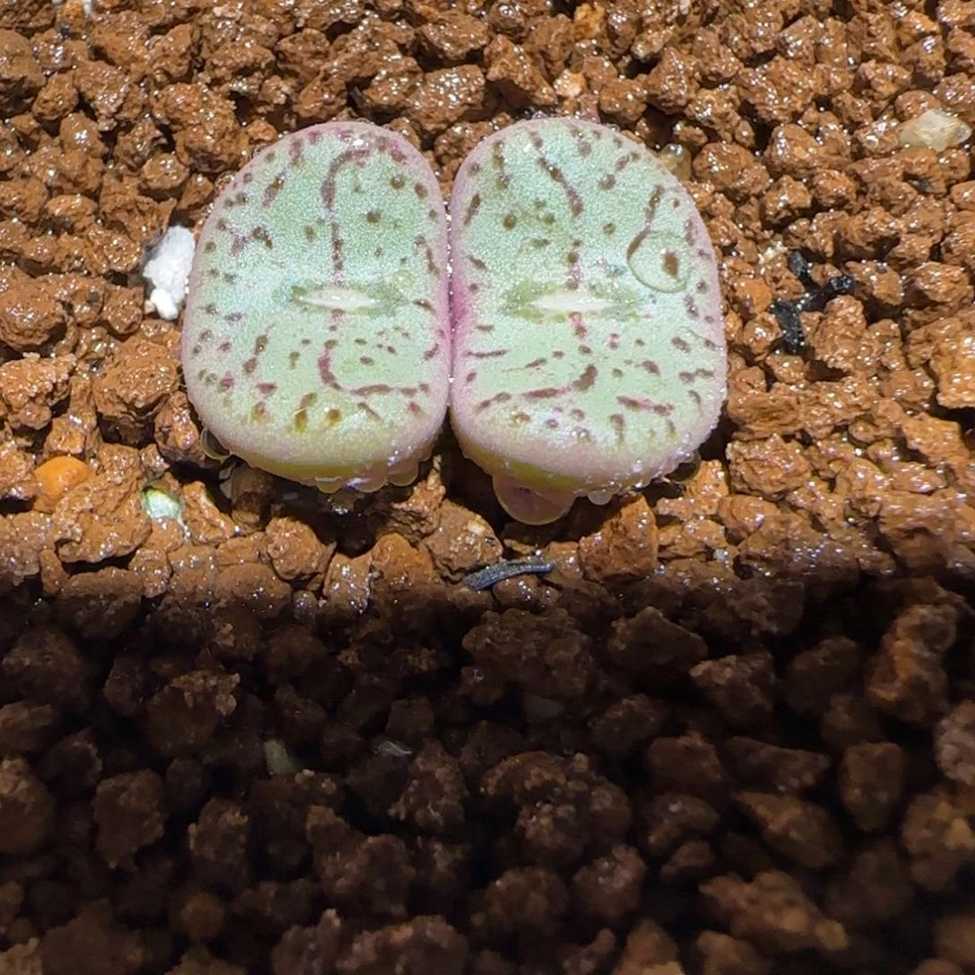 肉锥多肉植物组合-荷叶安贞402