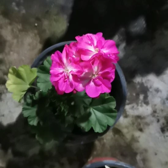 当前无花栽培后可以开花凯特琳娜