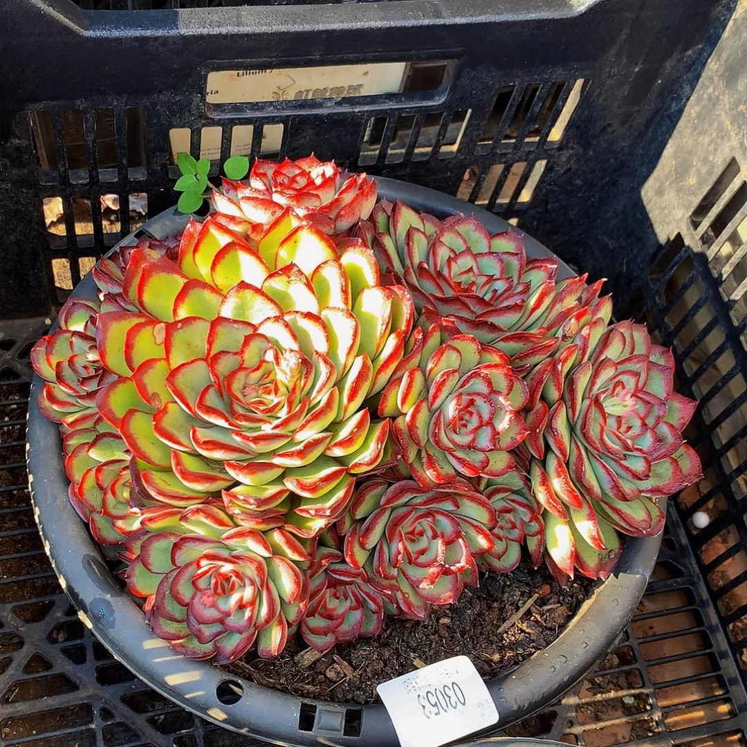 暮***雨     肉酱玫瑰多肉03053