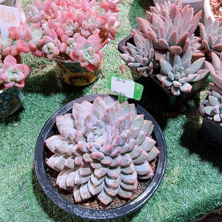 酸**檬20.78宝宝一个脱脱土