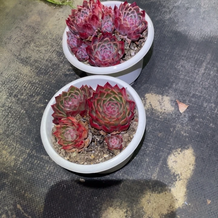 心***琴暗纹多肉一物一拍