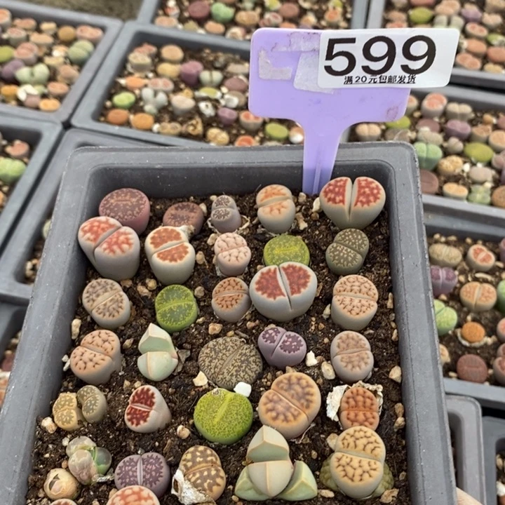 ～****糖生石花小苗599