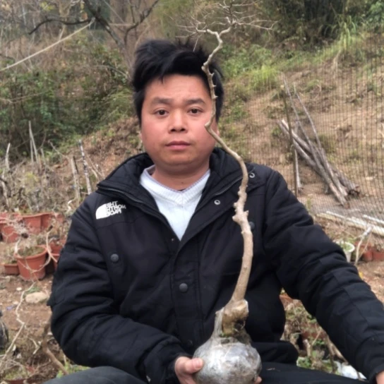 盆景素材盆栽绿植傑*