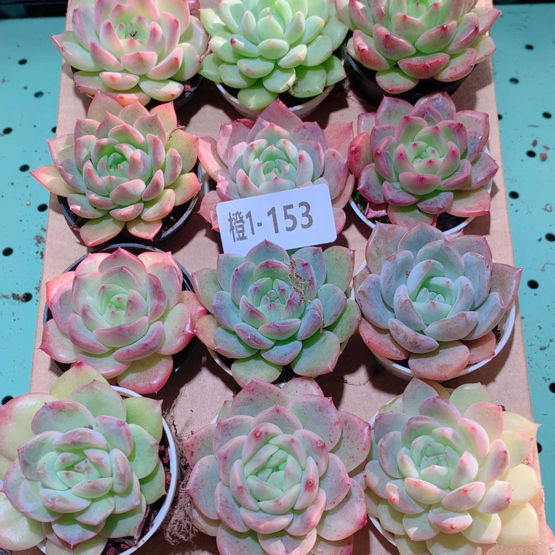 1-153一物一拍多肉带盆18颗
