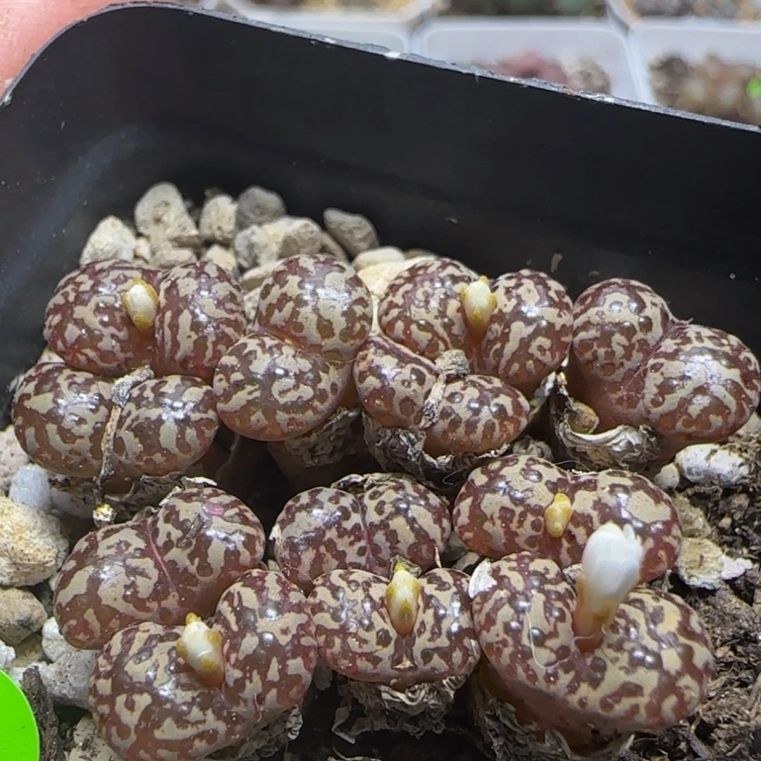 漂漂亮亮多肉植物18