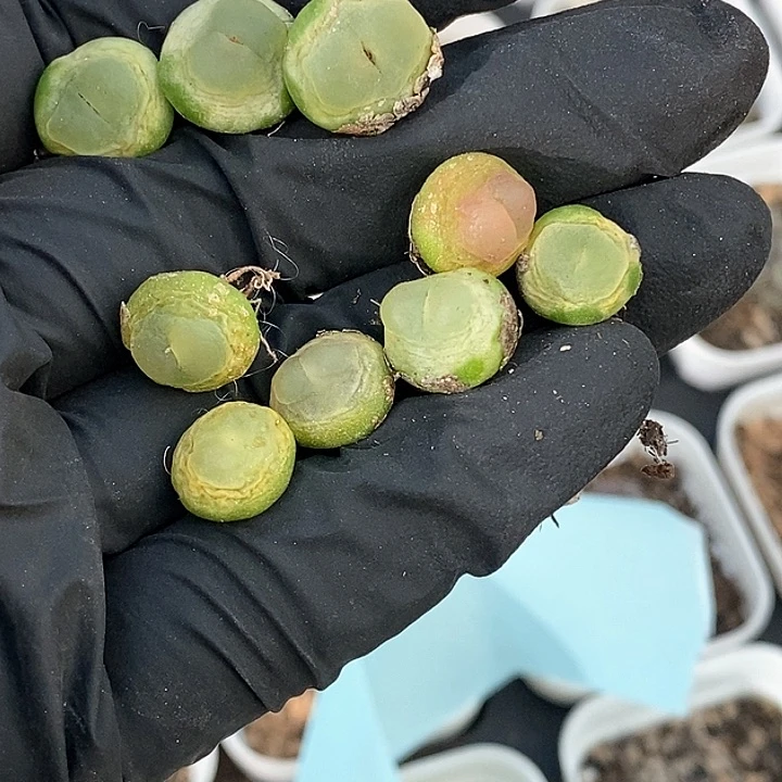 月****拉桃喜花园0203-109拉登9颗