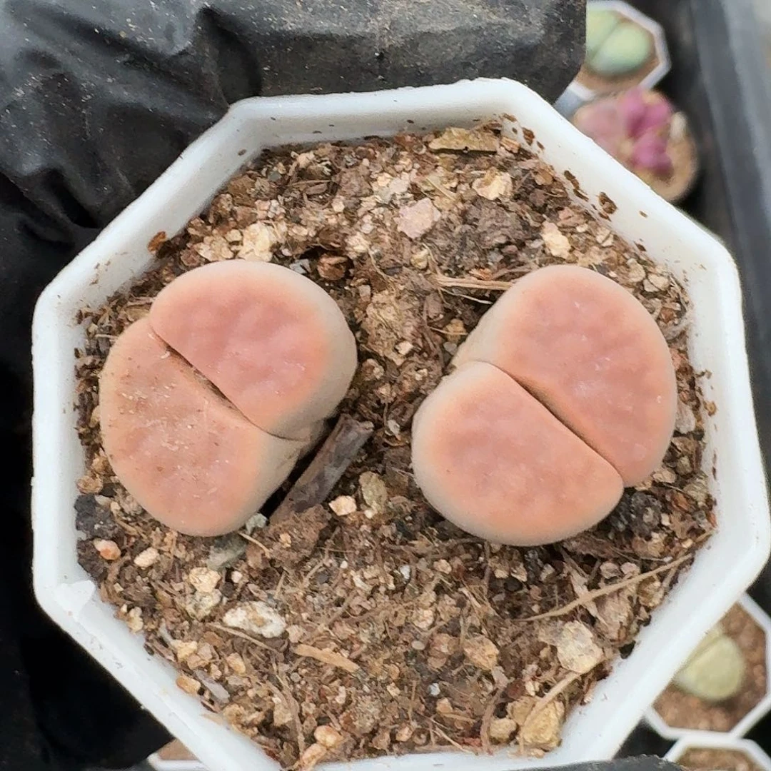 胖***、生石花1121221。  379