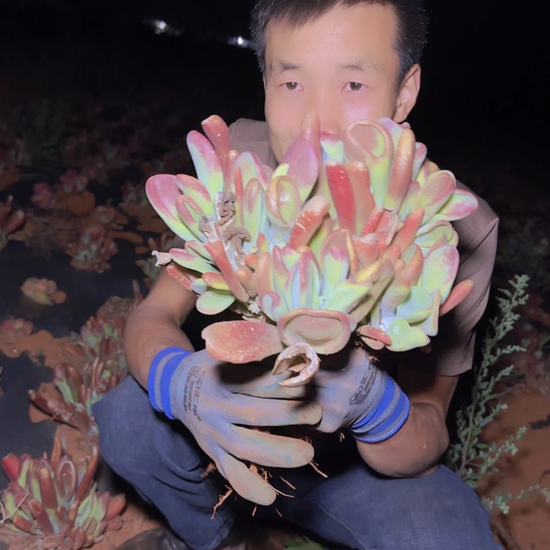 地栽火狐狸多肉多肉