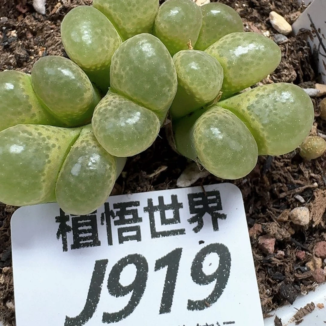 多肉植物多肉植物