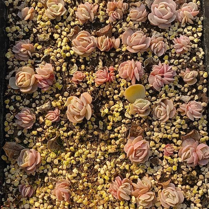 347 多肉植物盆栽花卉植物