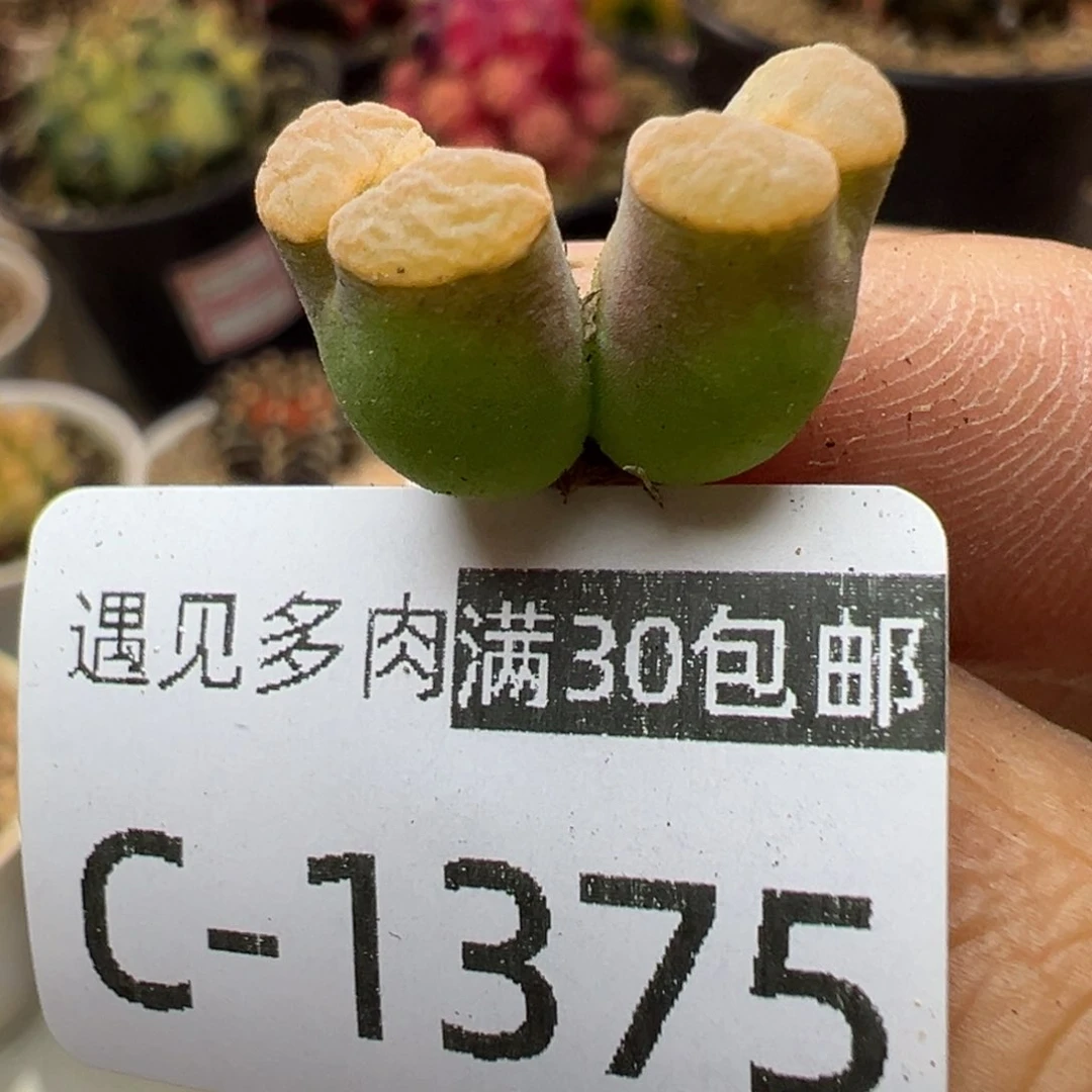 多肉植物11111111111