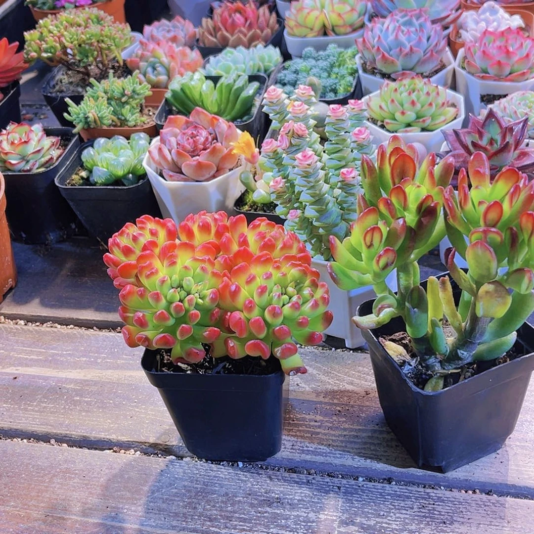 红灯笼。招财猫。钱多锦1111