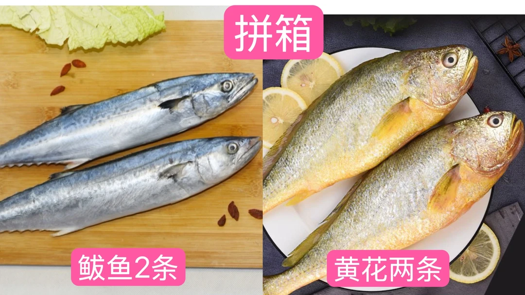 黄海野生鲅鱼1斤/条，大黄花1.1斤/条 拼箱 山东日照顺丰包邮