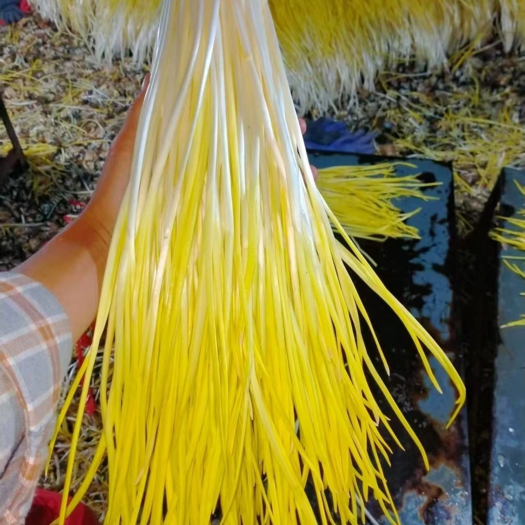 山东现发农家蒜黄大蒜幼苗蒜黄新鲜包邮蔬菜新鲜当季