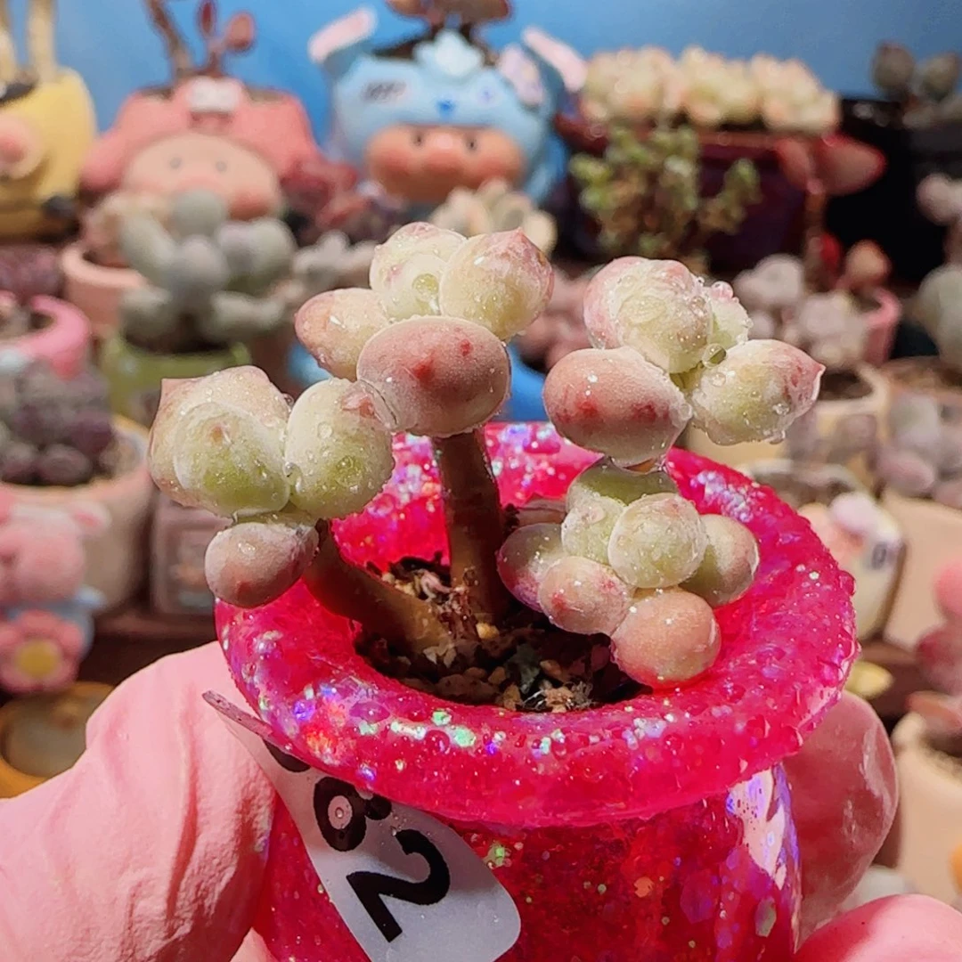 T丸叶彩虹奶盆口2.5cm